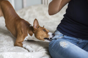 How Goldstein Hayes & Lina, LLC Can Help After a Dog Bite in Atlanta, Georgia