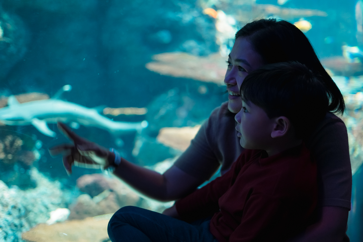 What Happens If I Get Injured at the Georgia Aquarium in Atlanta?